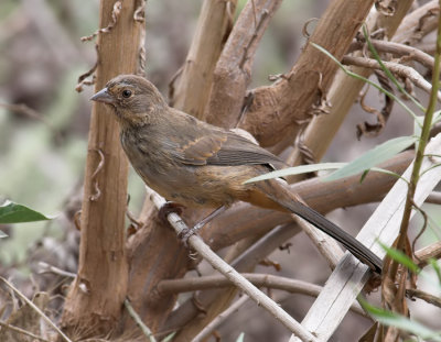 California Towhee