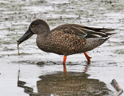 Northern Shovelers - Adult male - fall