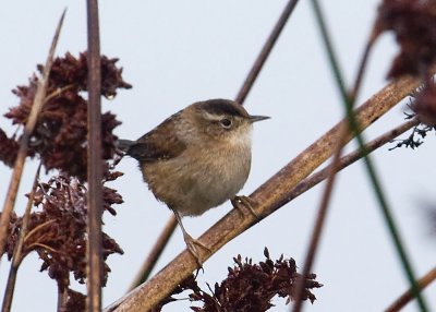 Marsh Wren