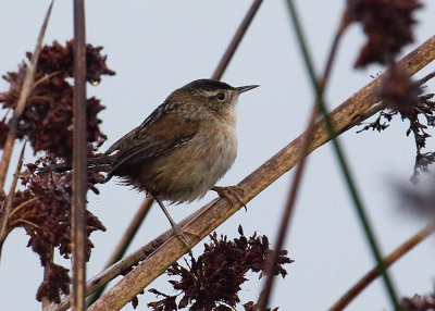 Marsh Wren