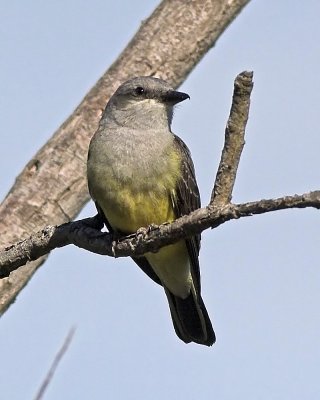 Western  Kingbird