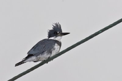 Belted Kingfisher -female