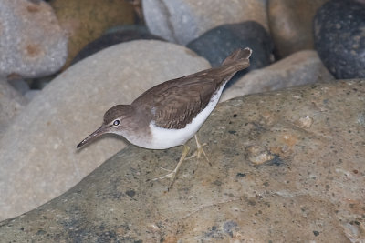 Spotted Sandpiper