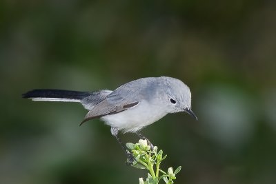 Blue-gray Gnatcatcher