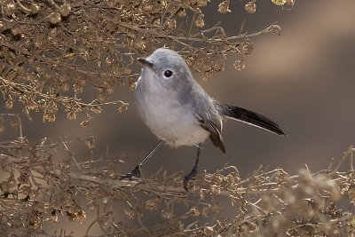 Blue-gray Gnatcatcher
