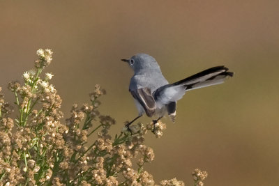 Blue-gray Gnatcatcher