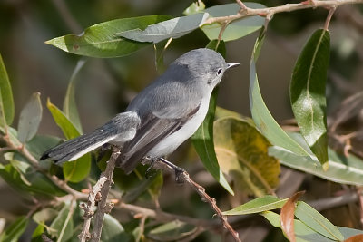 Blue-gray Gnatcatcher