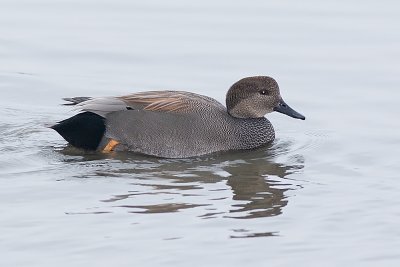Gadwall