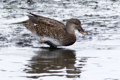 Gadwall