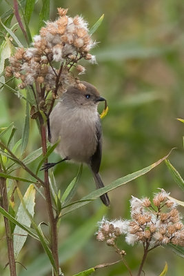 Bushtit