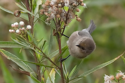 Bushtit