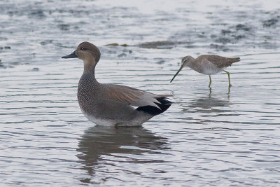 Gadwall