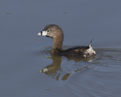 Pied-billed Grebe