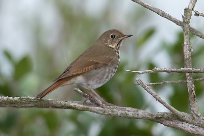 Hermit Thrush