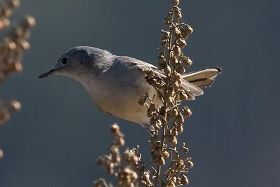 Blue-gray Gnatcatcher