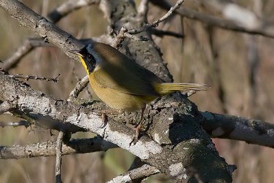 Common Yellowthroat