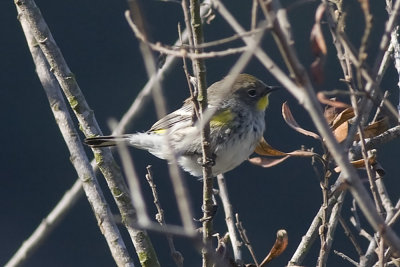 Yellow-rumped Warbler Audobon's Warbler