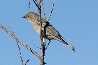 Yellow-rumped Warbler Audobon's Warbler