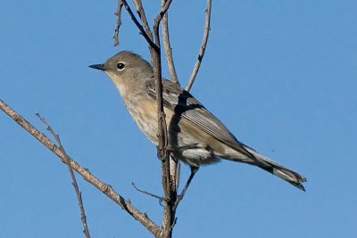 Yellow-rumped Warbler Audobon's Warbler