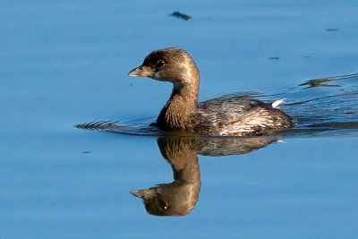 Pied-billed Grebe