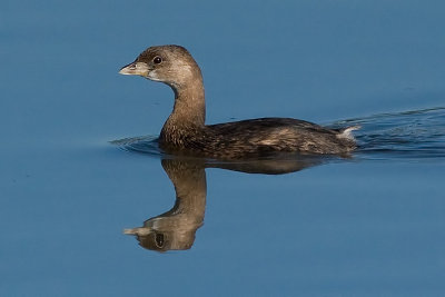 Pied-billed Grebe