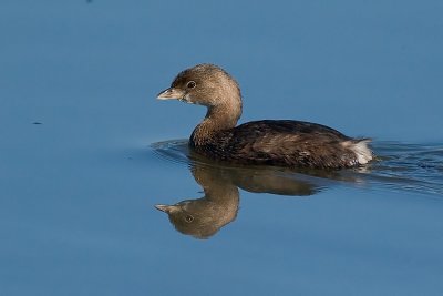 Pied-billed Grebe