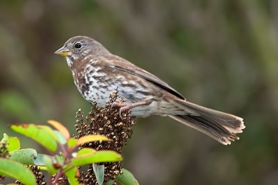 Fox Sparrow