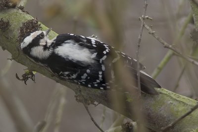 Downy Woodpecker - female