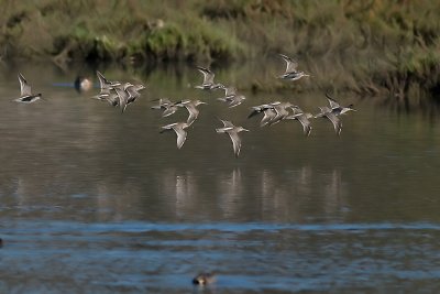 Short-billed Dowitchers