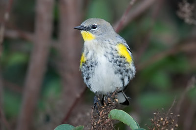 Yellow-rumped Warbler Audobon's Warbler