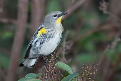 Yellow-rumped Warbler Audobon's Warbler