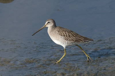 Short-billed Dowitcher