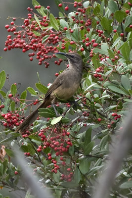 California Thrasher