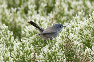Blue-gray Gnatcatcher
