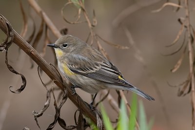 Yellow-rumped Warbler Audobon's Warbler