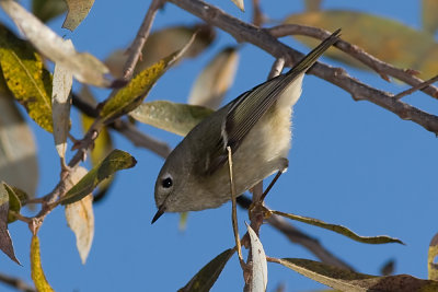 Ruby Crowned Kinglet