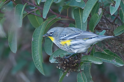 Yellow-rumped Warbler Audobon's Warbler