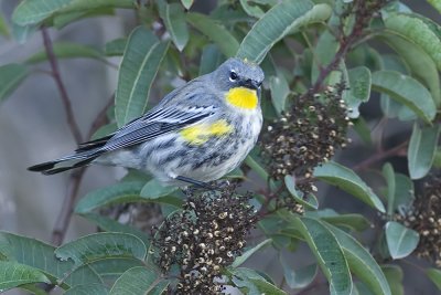 Yellow-rumped Warbler Audobon's Warbler