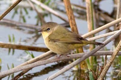 Common Yellowsthroat - female