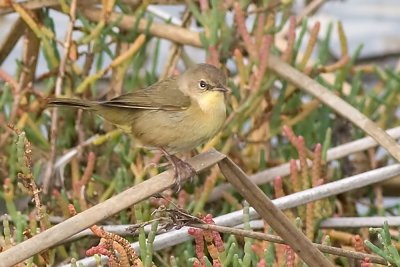 Common Yellowsthroat - female