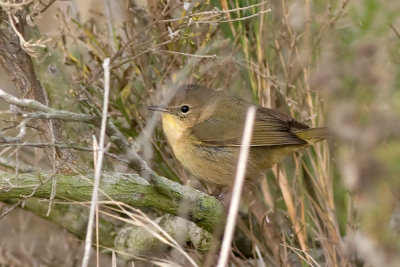 Common Yellowsthroat - female