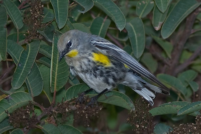 Yellow-rumped Warbler Audobon's Warbler