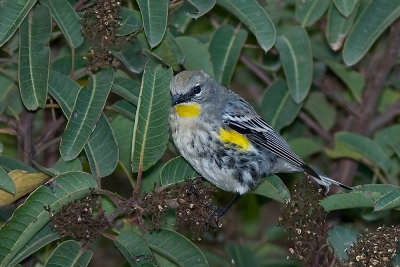 Yellow-rumped Warbler Audobon's Warbler