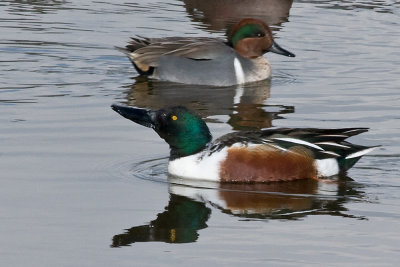 Northern Shoveler - male (male Green winged Teal in background)