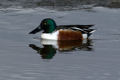 Northern Shoveler - male