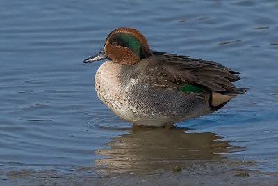 Green winged Teal - male