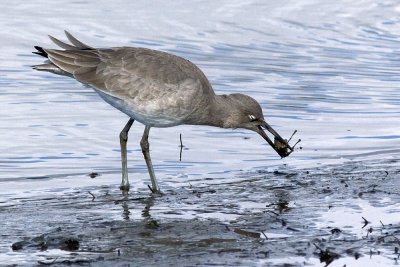 Willet