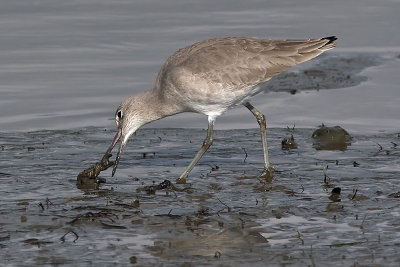 Willet