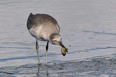 Willet