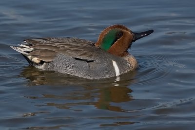 Green-winged Teal